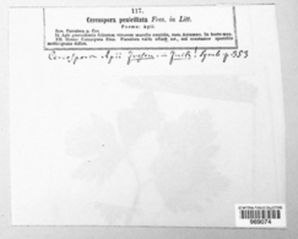 Passalora penicillata image